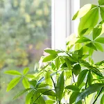 Апартаменты Charming Retreat In The Heart Of Сплит